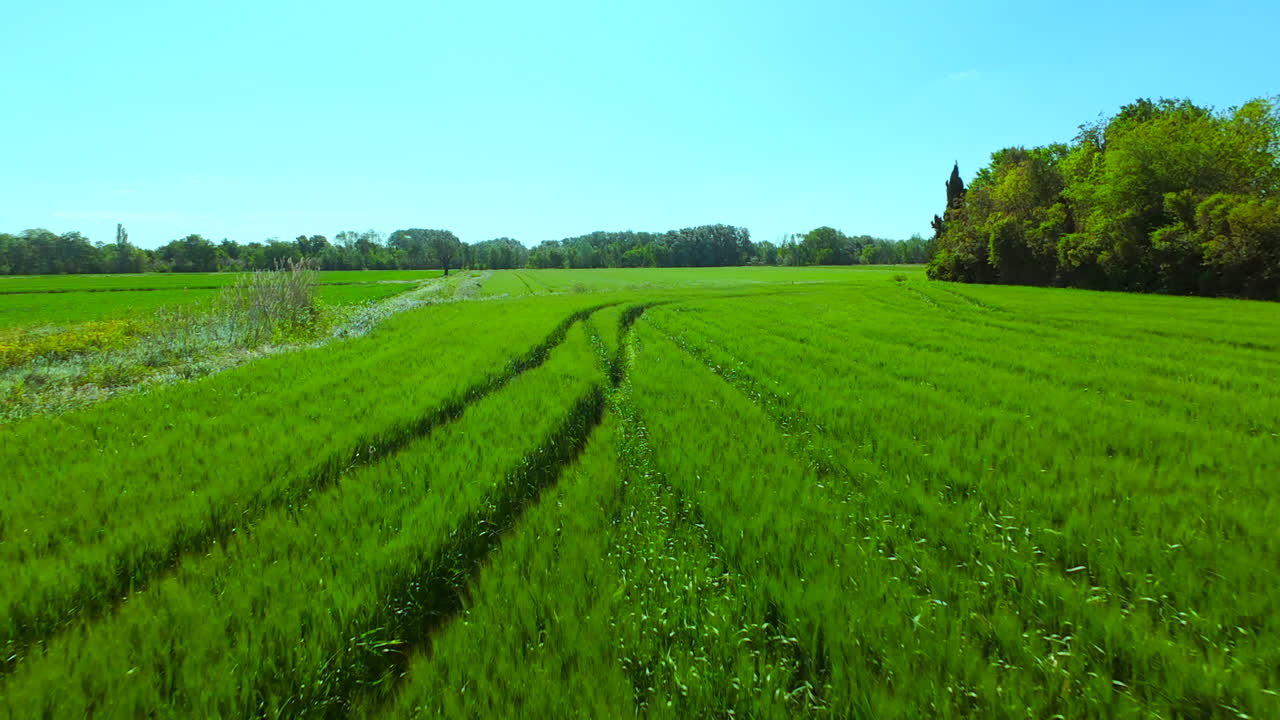 Fpv drone going fast and close to the agricultural fields of grass
