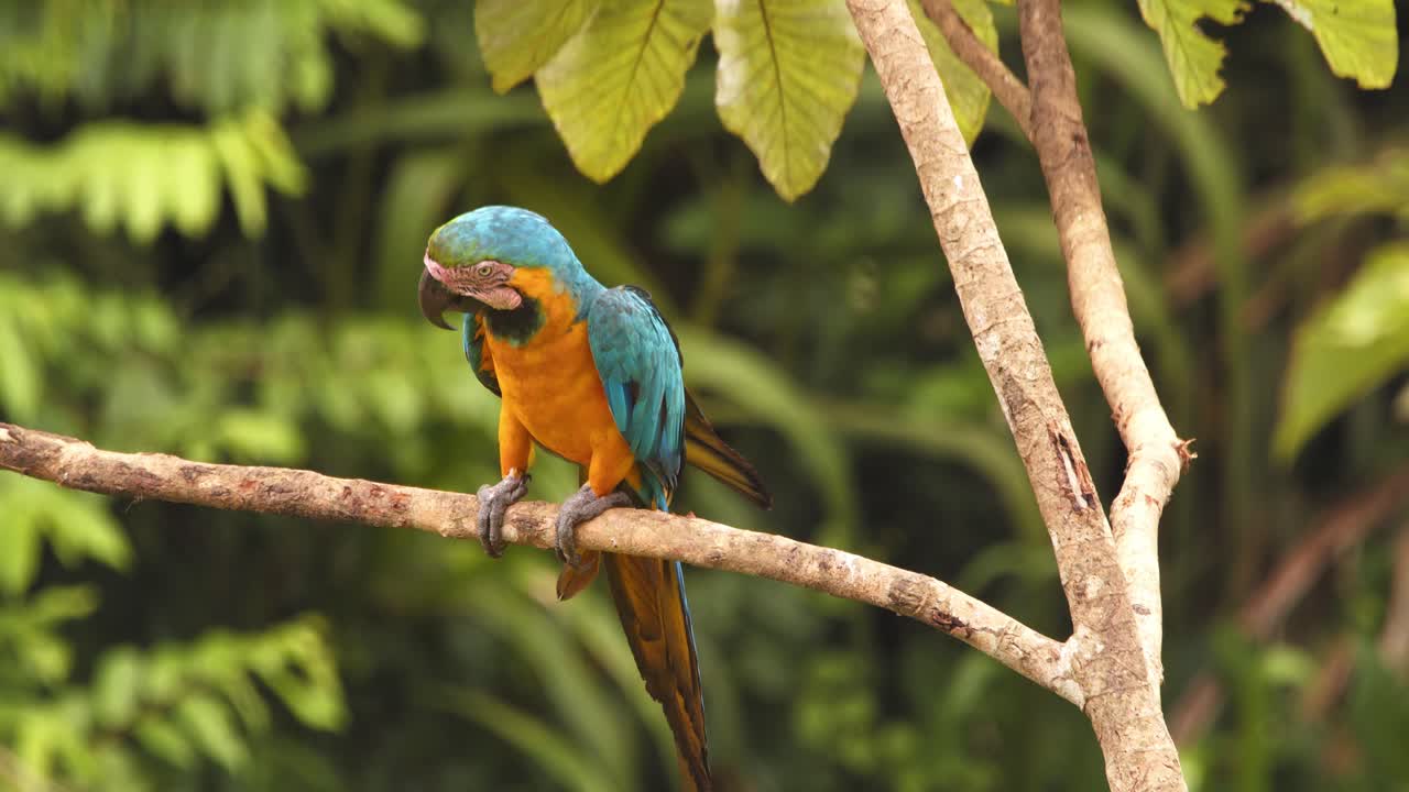 Stunning closeup of blue-and-yellow macaw moving sideways on perch in Peru’s rainforest, alert and curious