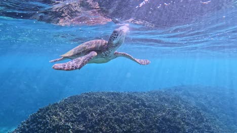 chelonia mydas flotando bajo la superficie con rayos de sol