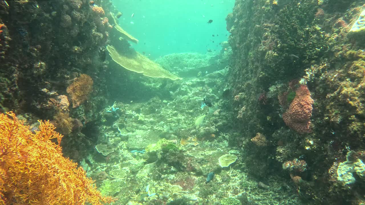 moviéndose a través de un coral nadar a través en un arrecife tropical en indonesia