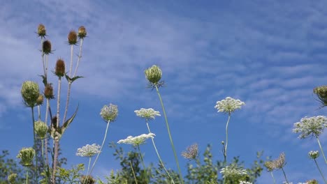 wild flowers moving with wind in forest preserve - nature