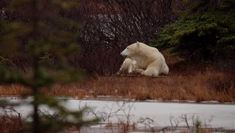 un oso polar dormido espera la congelación del invierno entre los matorrales y árboles subárticos de churchill, manitoba.