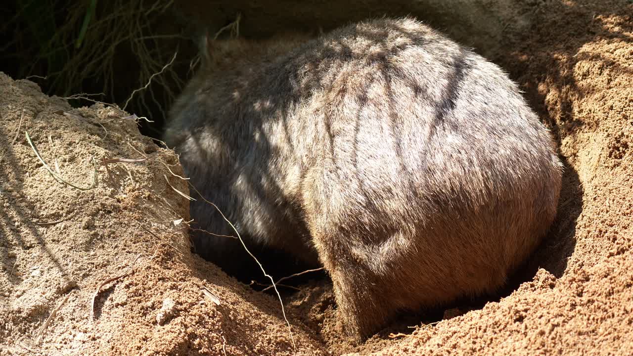 Nahaufnahme eines Gemeinen Wombats (Vombatus ursinus), der aktiv eine Höhle im sandigen Boden unter der Sonne gräbt