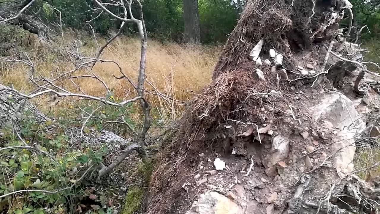 천둥 번개가 치고 표면에 뿌리가 있는 오래된 나무, 팬 왼쪽