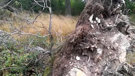 old tree laying on the ground after a thunderstorm with its roots out on the surface, pan left