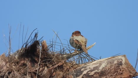 house sparrow in tree . nest