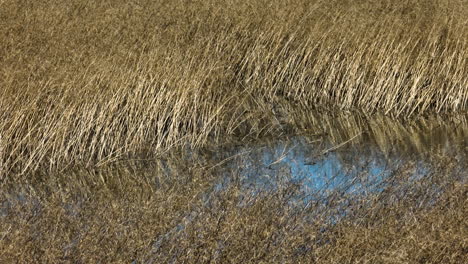 Dried-Grass-At-Grassy-Lake-In-Bell-Slough-State-Wildlife-Management-Area-In-Mayflower,-Arkansas,-USA