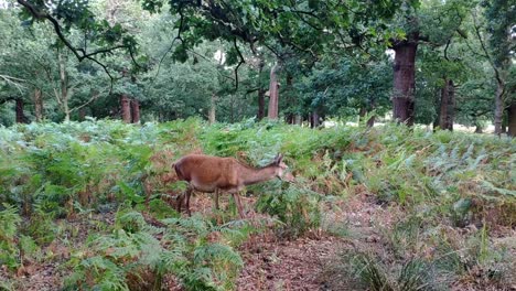 a female deer is seen very close in an area surrounded by trees