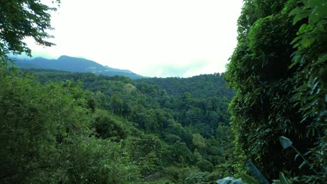 Panoramic-view-of-endless-Guadeloupe-jungle,-drone-fly