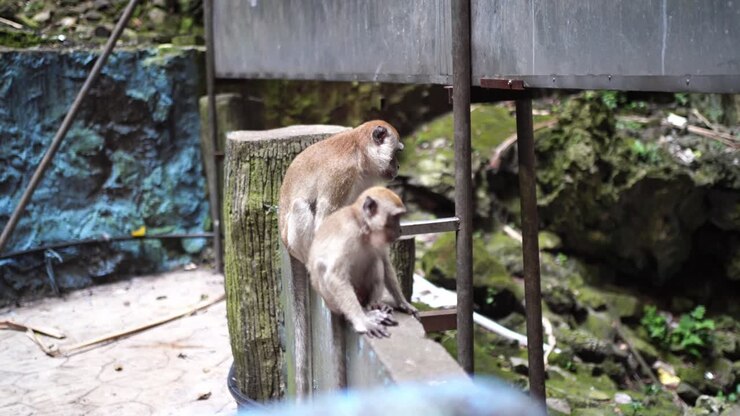 Young And Adult Long-tailed Macaque At Batu Caves In Malaysia