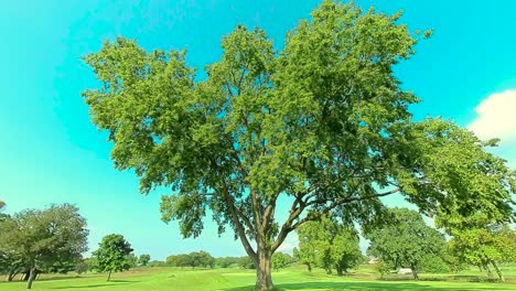 HD Circling a huge tree, shot 20