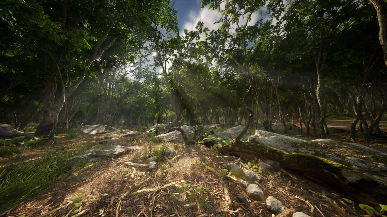 안개 가 가득 한 숲 에 있는 나무 의 뿌리