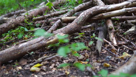 Rotten-dry-deadwood-on-the-ground-in-the-untrodden-forest,-dead-tree-branches,-low-angle-slide-back