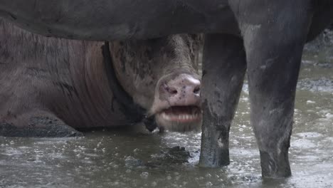 close up the mouth of buffalo