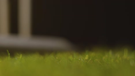 cricket still life with close up of ball and bat lying in grass in front of stumps 2