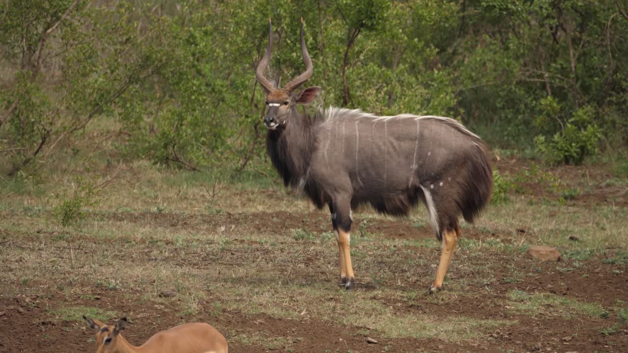 아름다운 성인 남성 nyala가 프로필에 서 있을 때 약간의 열 반짝임