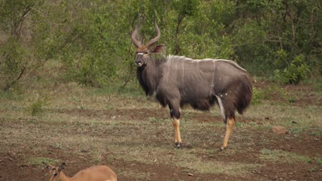 slight heat shimmer as beautiful adult male nyala stands in profile