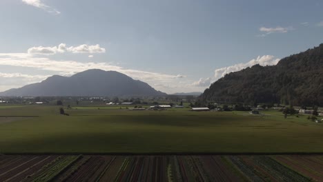 4K-Drohnenaufnahmen,-Die-über-Ein-Bauernfeld-In-Ein-Maisfeld-Fliegen