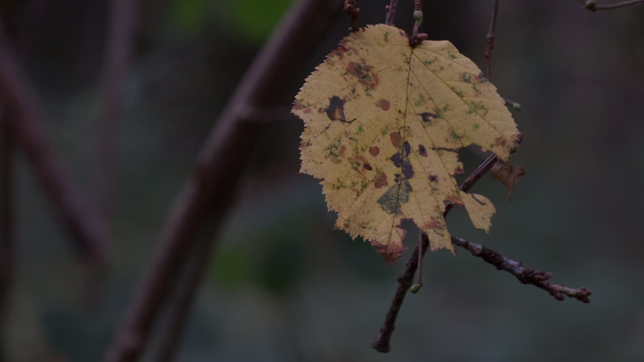 가을 바람이 영국 우스터셔의 삼림 지대를 장악할 때 마지막 잎사귀가 나무에 달라붙습니다.