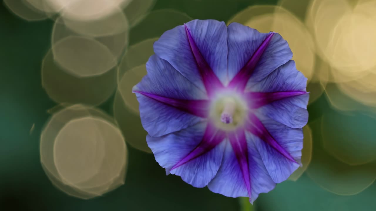 Close-up of a vibrant purple flower with a blurred bokeh background, shot from a side angle