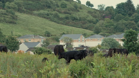 Herd-Of-Cows-And-Calves-On-Grass-Field-By-Mountainside-With-Village-Houses-In-Background