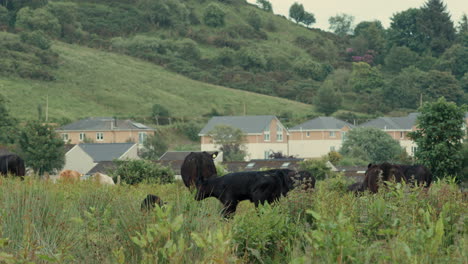 herd of cows and calves on grass field by mountainside with village houses in background