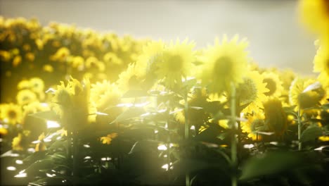 sunflower field on a warm summer evening