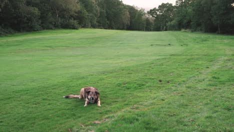 Hund-Auf-Einer-Wiese,-Der-Einen-Ball-Fängt,-Zeitlupe