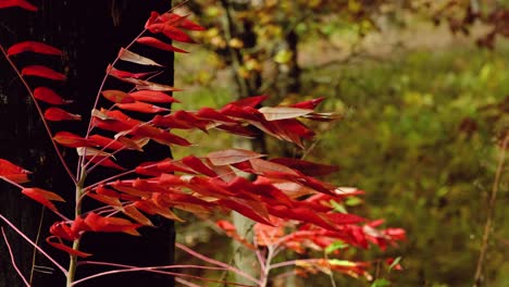 vibrant red leaves flow in the fast winds of autumn season