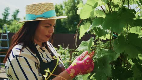 woman gardening grapes