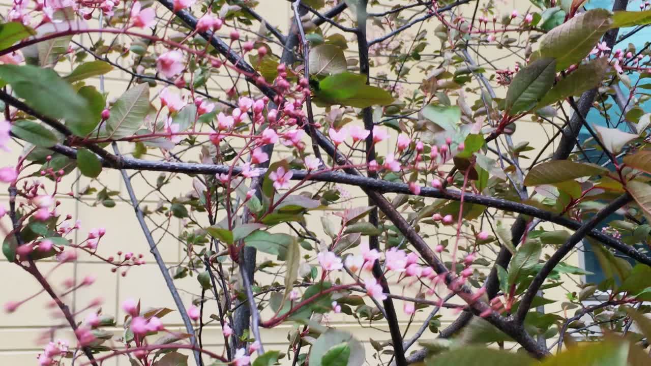 cerca de un hermoso árbol de prunus rosa que sopla en el viento