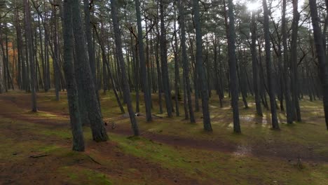 A-pine-forest-through-which-the-sun's-rays-penetrate-on-a-calm-autumn-evening