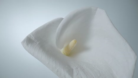 close-up of a white calla lily