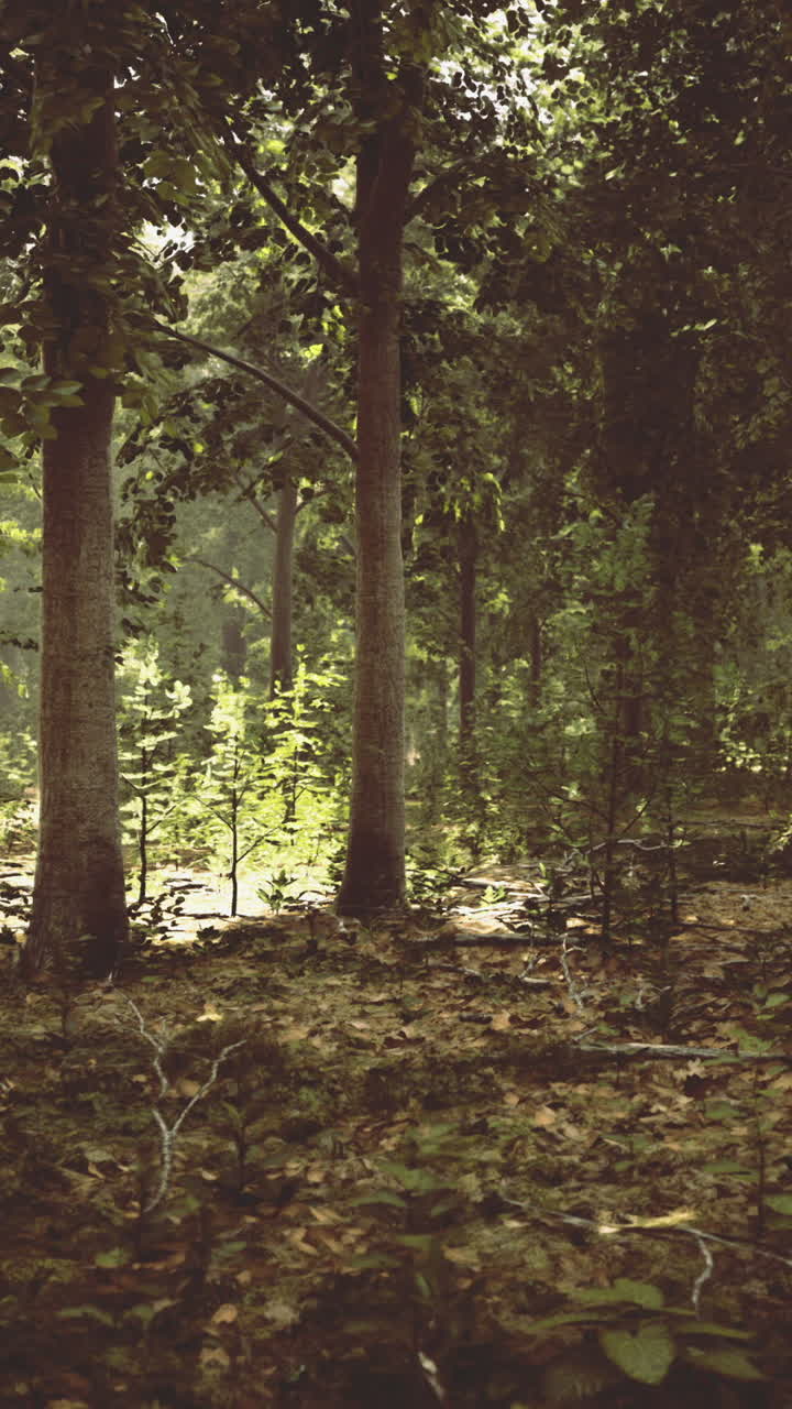 Una delicata luce avvolge un tranquillo bosco e un'atmosfera nostalgica al crepuscolo