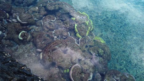 Coral-Y-Anémonas-De-Las-Piscinas-De-Marea-De-Tsukasaki,-Isla-De-Yakushima,-Japón