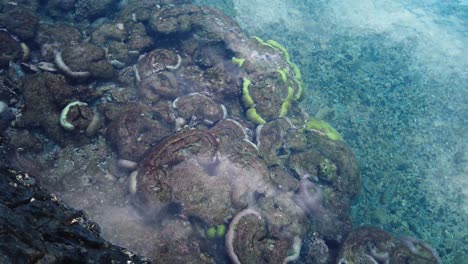 coral and anemones of tsukasaki tide pools, yakushima island, japan