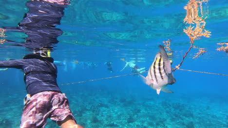 damselfish and sergeants fishes swimming near a tourists snorkeling on water surface in blue ocean | human friendly fishes damselfish and sergeants fishes, reef fishes