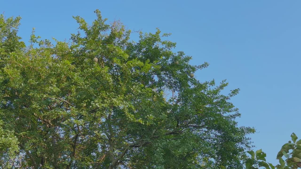 Wood apple (kaitha) tree canopy with greenish round fruits hanging among dense leaves against a bright blue sky, creating a fresh and vibrant natural scene