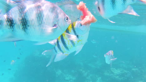 Tropical-fish-taking-bites-from-floating-piece-of-watermelon-in-sea