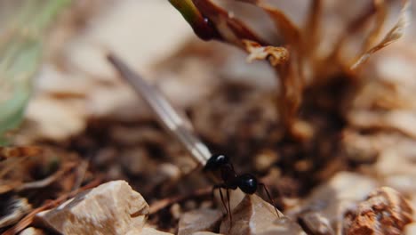 ants carrying food in nature while navigating through rocky terrain