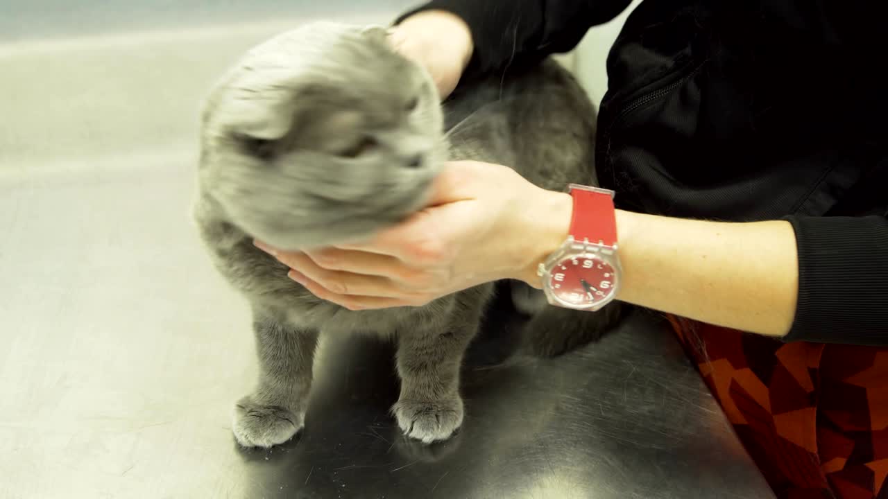 수의사 클리닉에 있는 고양이