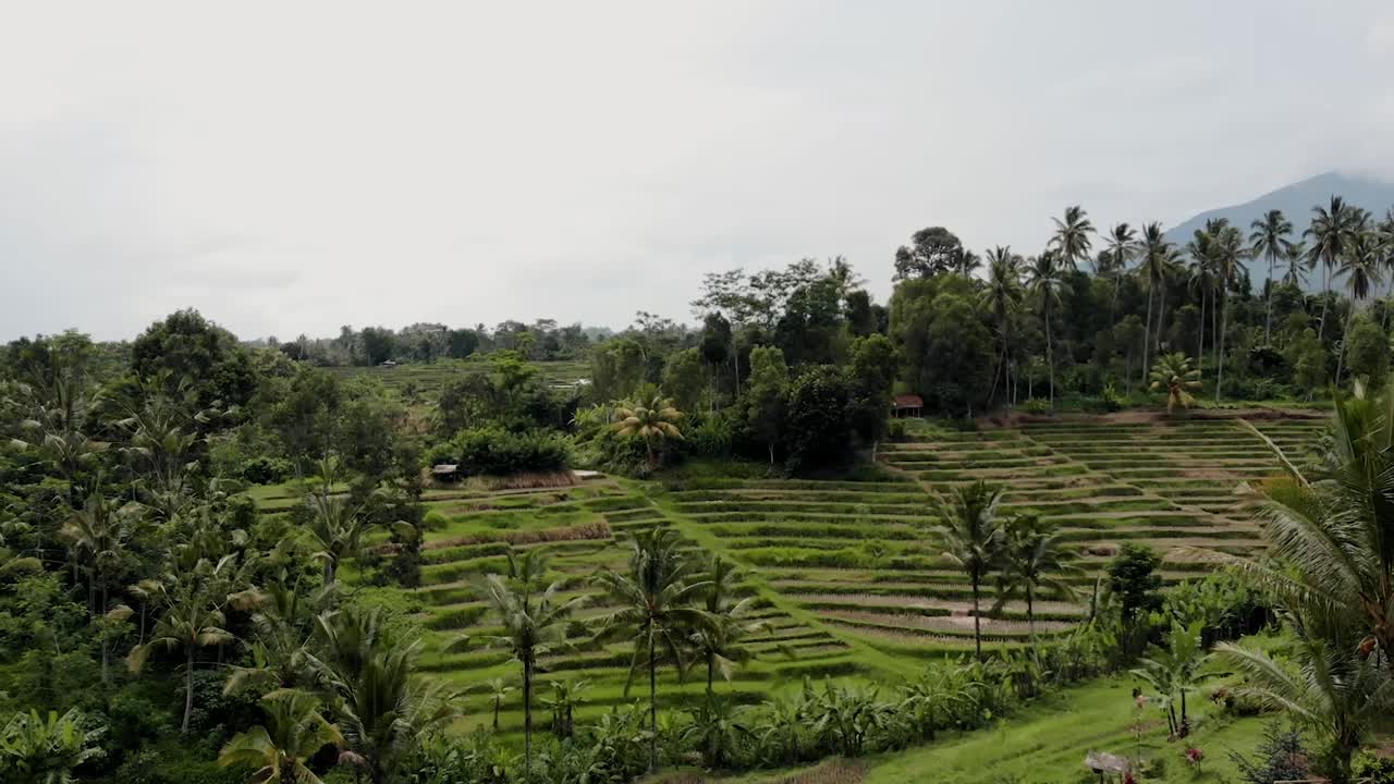 bali - drone de campo de arroz