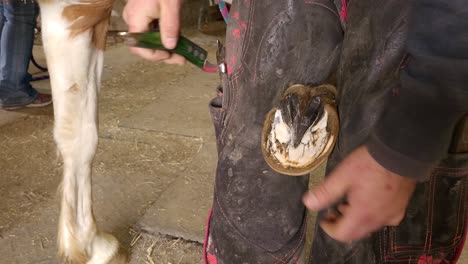farrier trimming horse's hoof with professional tools, close up view