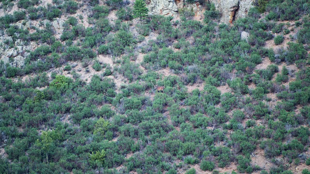 exhibición de persecución de ciervos machos durante la temporada de rastreo en el terreno montañoso de los acantilados en 4k 50fps 10