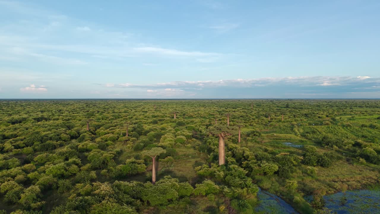 This breathtaking aerial drone shot captures the majestic baobab trees rising above a vast and vibrant green forest canopy under a clear blue sky in the beautiful island of Madagascar Africa