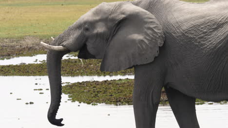 elephant using his trunk to drink water and quench thirst