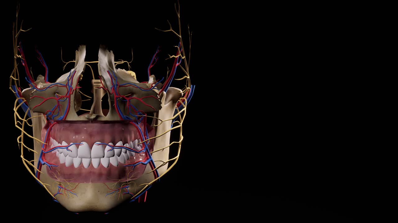 cráneo facial. nervios faciales anatomía de la cabeza. animación en 3d