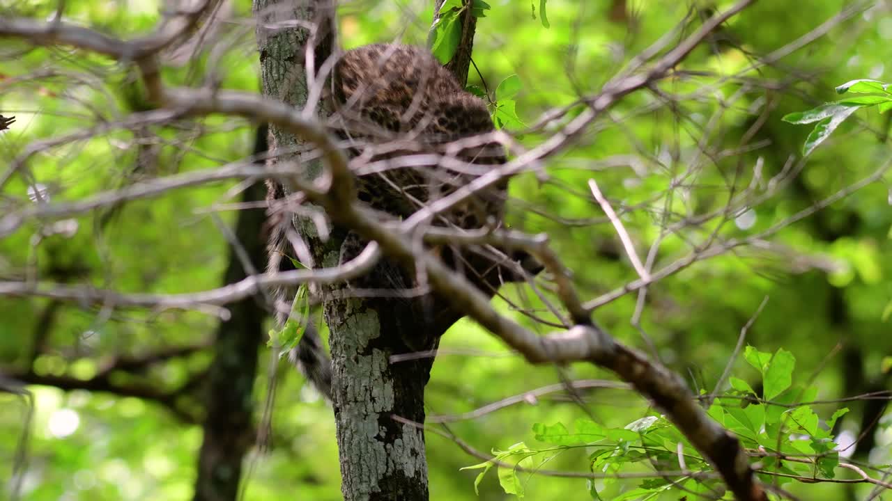 el leopardo de indochina es una especie vulnerable y uno de los grandes felinos de tailandia