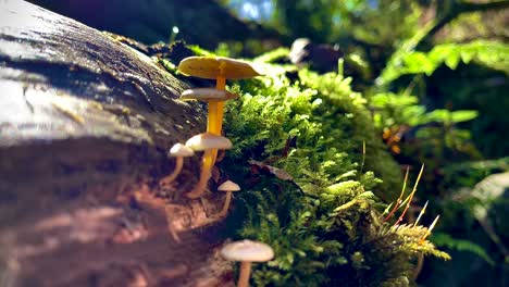 small orange mushrooms growing on wood and moss