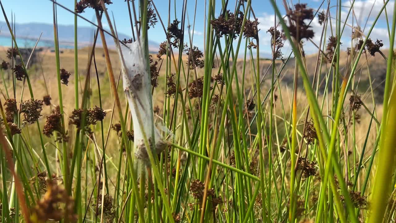 capullo de telaraña de vivero en hierba alta y densa